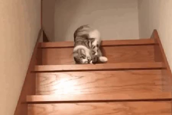 GIF Preview