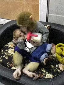 GIF Preview