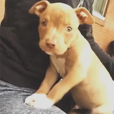 GIF Preview