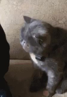 GIF Preview