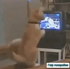 GIF Preview