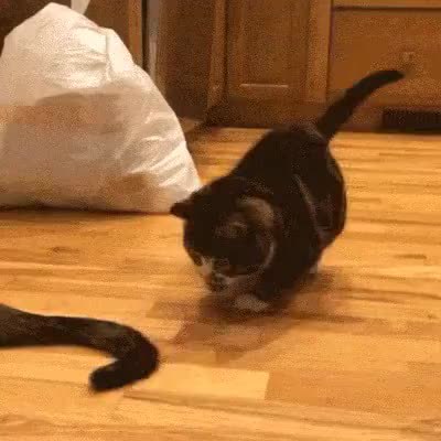 GIF Preview