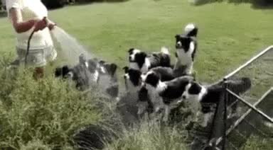 GIF Preview