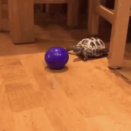 GIF Preview