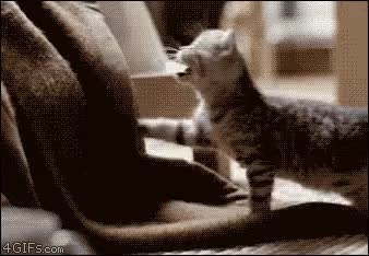 GIF Preview