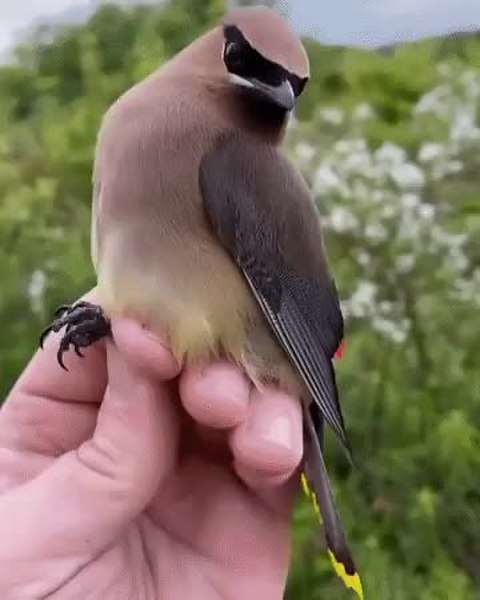 GIF Preview