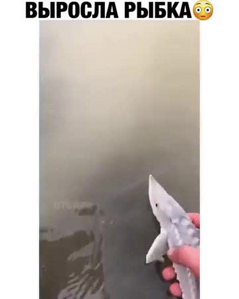 GIF Preview