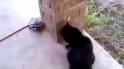 GIF Preview