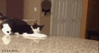 GIF Preview