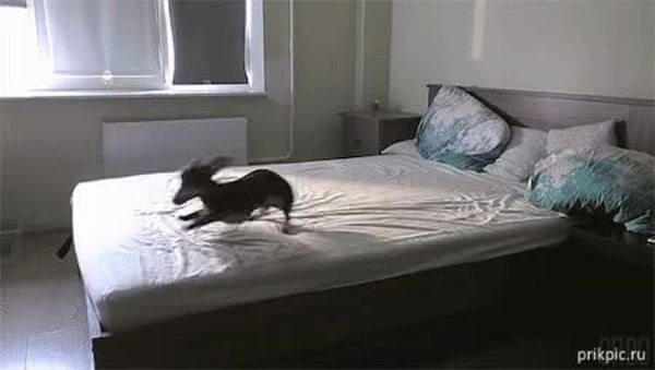 GIF Preview