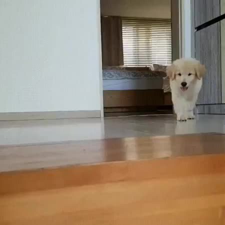 GIF Preview