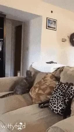 GIF Preview
