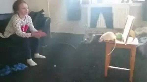 GIF Preview