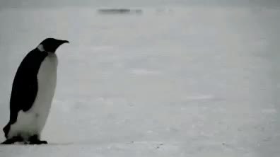 GIF Preview