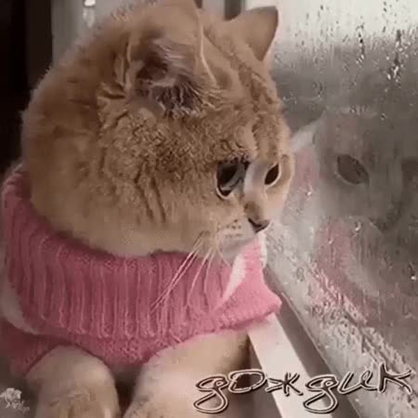 GIF Preview