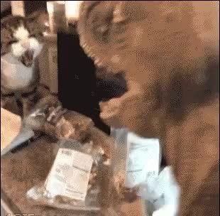 GIF Preview
