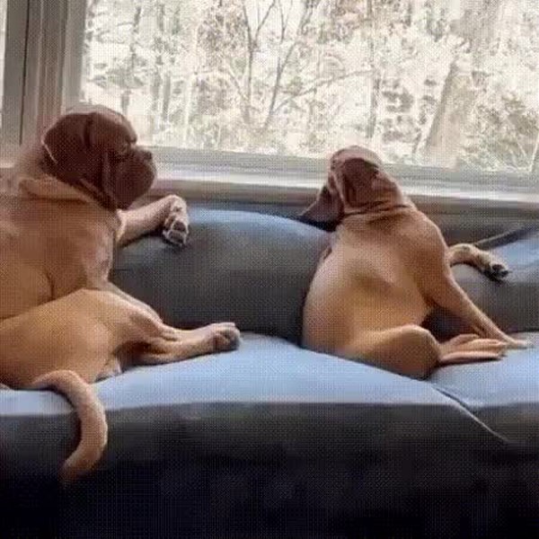 GIF Preview