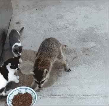 GIF Preview