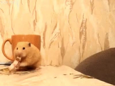 GIF Preview