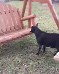 GIF Preview