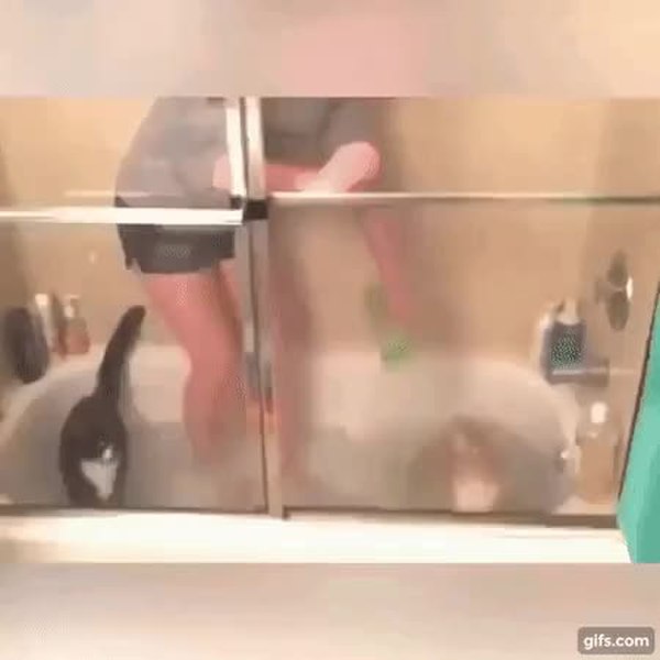 GIF Preview