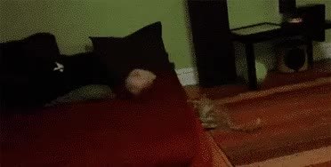 GIF Preview