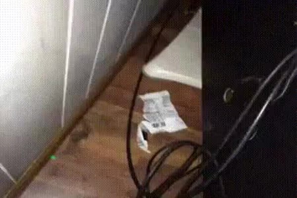 GIF Preview