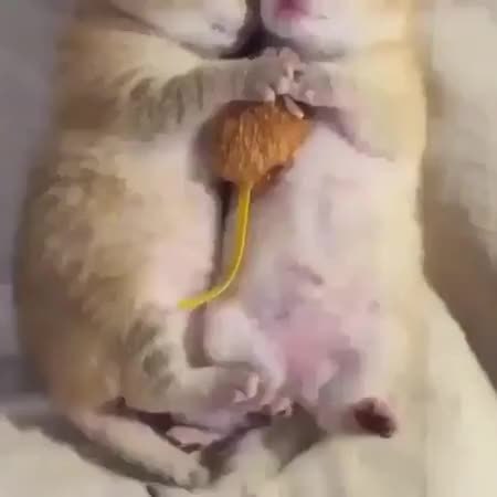 GIF Preview