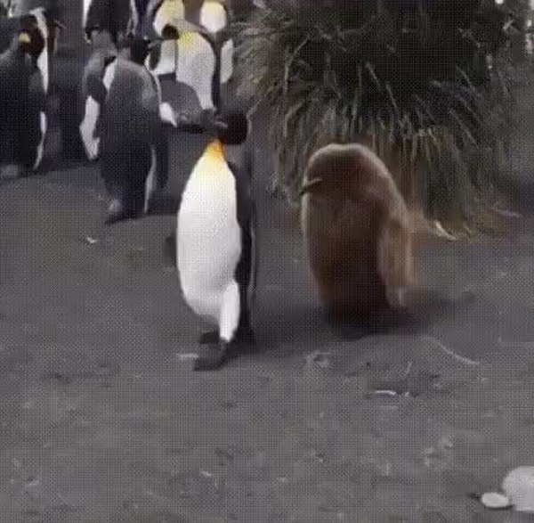 GIF Preview