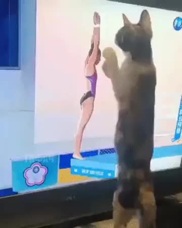 GIF Preview