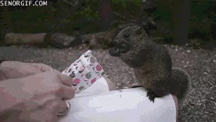 GIF Preview