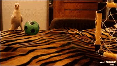 GIF Preview