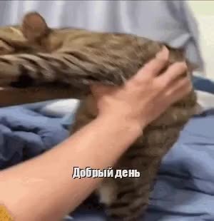 GIF Preview