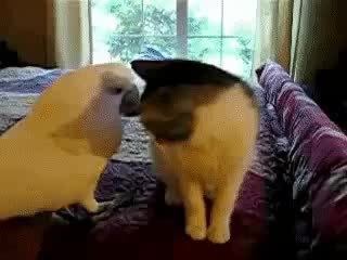 GIF Preview