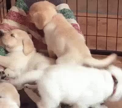 GIF Preview