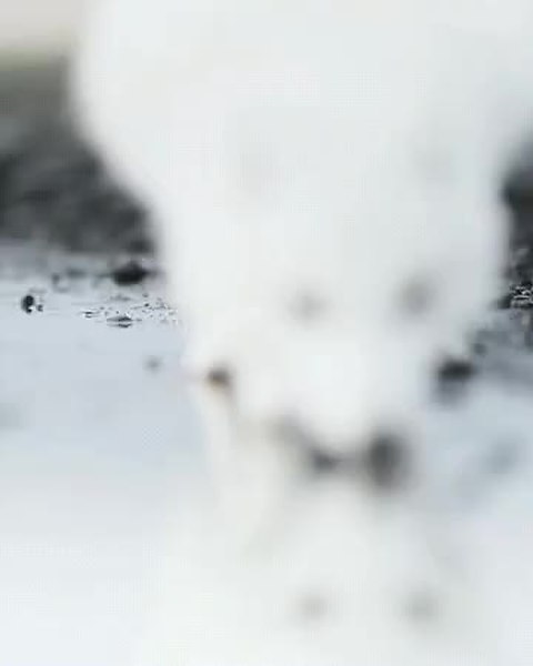 GIF Preview