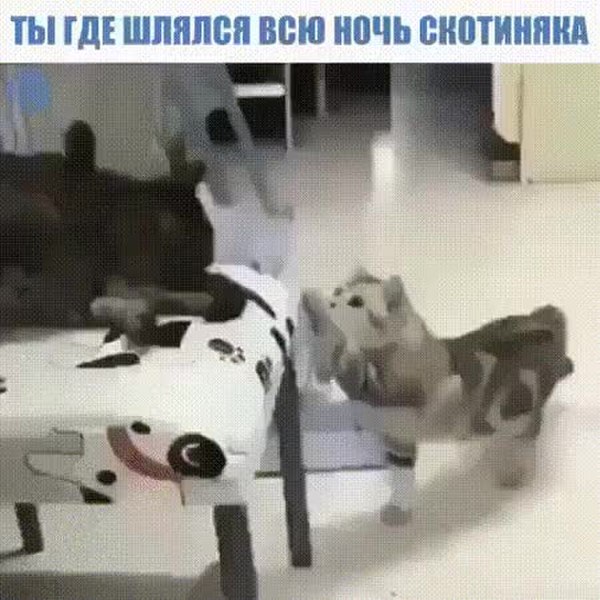 GIF Preview
