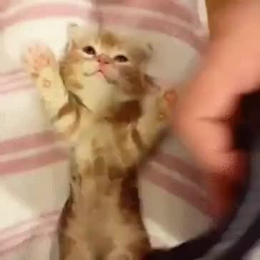 GIF Preview