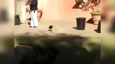 GIF Preview