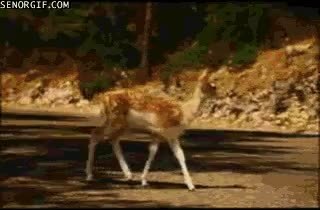 GIF Preview