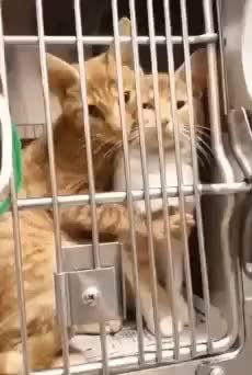 GIF Preview