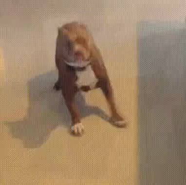 GIF Preview