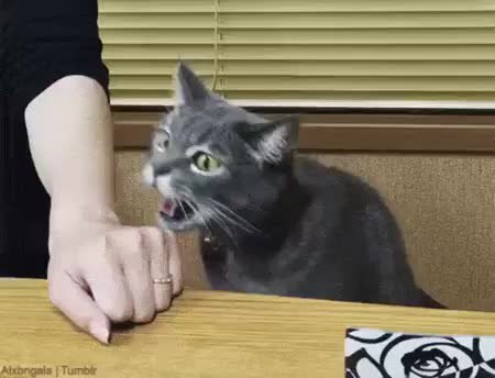 GIF Preview
