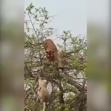 GIF Preview