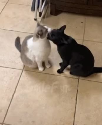GIF Preview