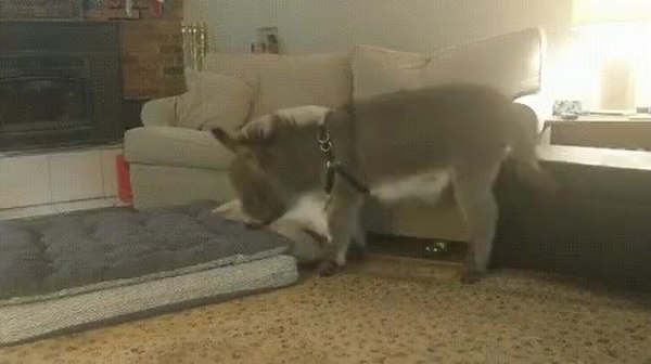 GIF Preview