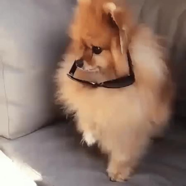 GIF Preview