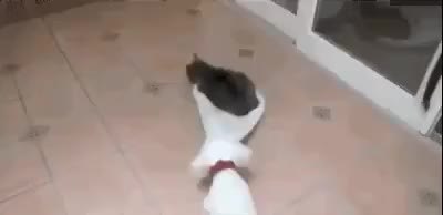 GIF Preview