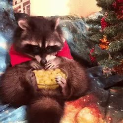 GIF Preview