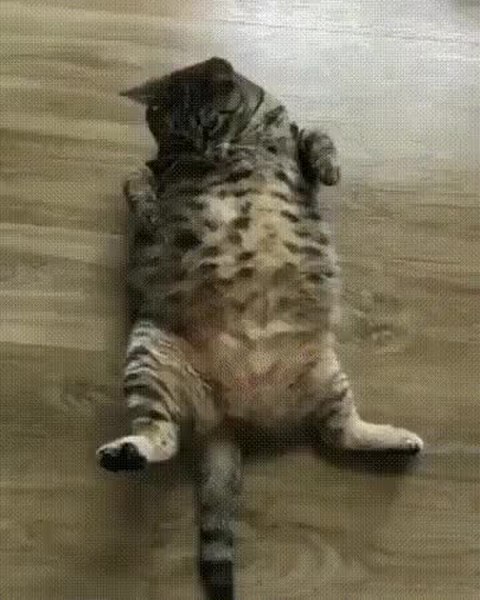 GIF Preview